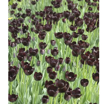 Pole s černými květy tulipánů