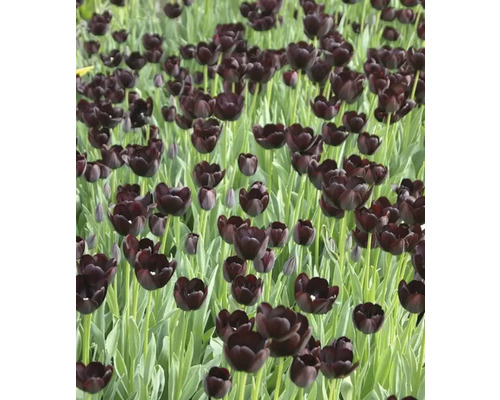 Pole s černými květy tulipánů