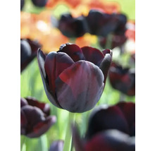 Detailní záběr tmavého tulipánu v zahradě.