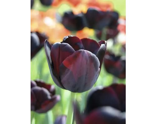 Detailní záběr tmavého tulipánu v zahradě.