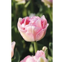 Detail plnokvětého květu tulipánu na zahradě