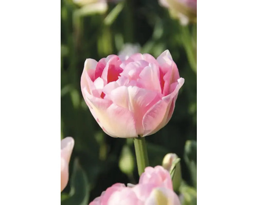 Detail plnokvětého květu tulipánu na zahradě