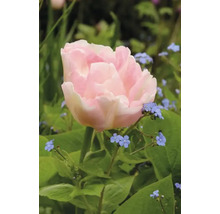 Detailní pohled na jednu světle růžovou tulipán v zahradě.