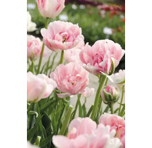 Detailní záběr růžových plnokvětých tulipánů na zahradě.