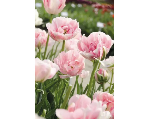 Detailní záběr růžových plnokvětých tulipánů na zahradě.