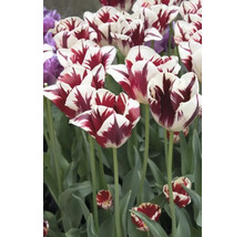 Detail červeně pruhovaných tulipánů na zahradě.