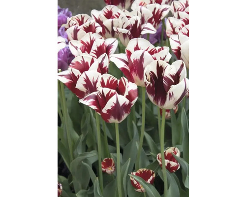 Detail červeně pruhovaných tulipánů na zahradě.