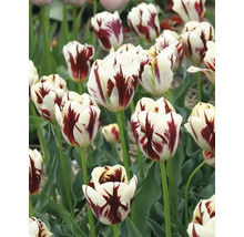 Detailní pohled na bílé a červené tulipány v zahradě.