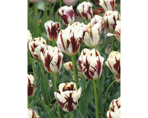 Detailní pohled na bílé a červené tulipány v zahradě.