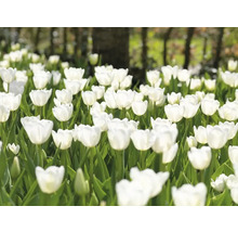 Pole s bílými květy tulipánů