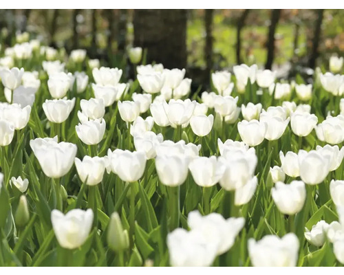 Pole s bílými květy tulipánů