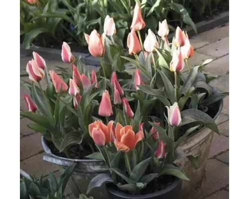 Tulipány v květináčích