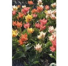 Pole s vícebarevnými tulipány ve žluté, oranžové, bílé a růžové barvě.