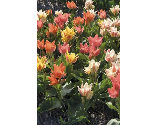 Pole s vícebarevnými tulipány ve žluté, oranžové, bílé a růžové barvě.