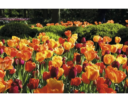 Pole tulipánů v zahradě