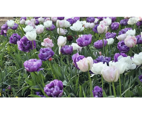 Pole fialových, růžových a bílých tulipánů
