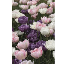 Detailní záběr na růžové, fialové a bílé tulipány v zahradě.