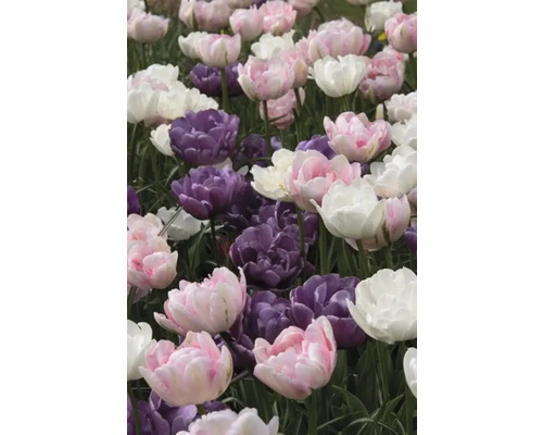 Detailní záběr na růžové, fialové a bílé tulipány v zahradě.