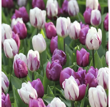 Pole fialových a pruhovaných tulipánů