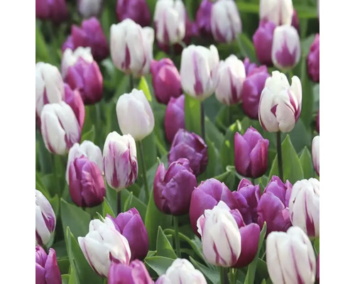 Pole fialových a pruhovaných tulipánů