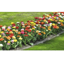 Záhon s tulipány na zahradě