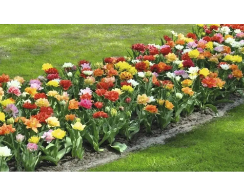 Záhon s tulipány na zahradě