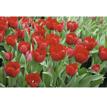 Detail červených tulipánů se zelenými listy