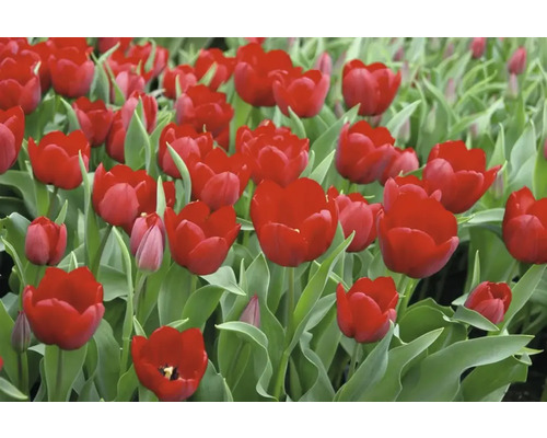 Detail červených tulipánů se zelenými listy