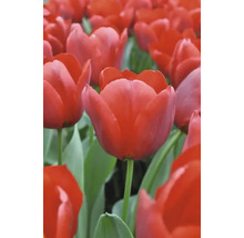 Pole s červenými květy tulipánů