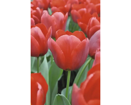 Pole s červenými květy tulipánů