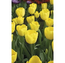 Detailní pohled na žluté tulipány na zahradním záhoně.