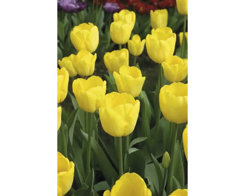 Detailní pohled na žluté tulipány na zahradním záhoně.