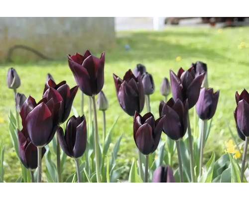 Detailní záběr tmavě zbarvených tulipánů v zahradě.