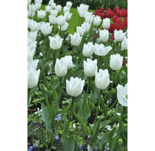 Pole bílých a červených tulipánů