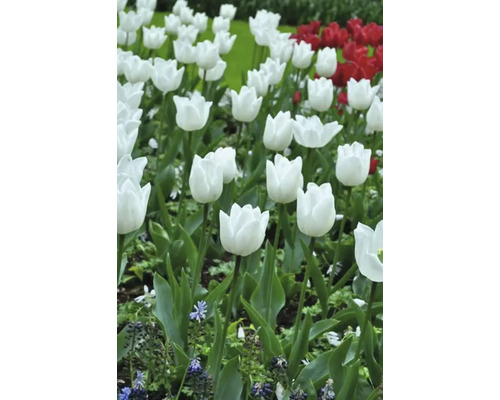 Pole bílých a červených tulipánů