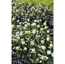 Záhon s bílými tulipány a sedmikráskami