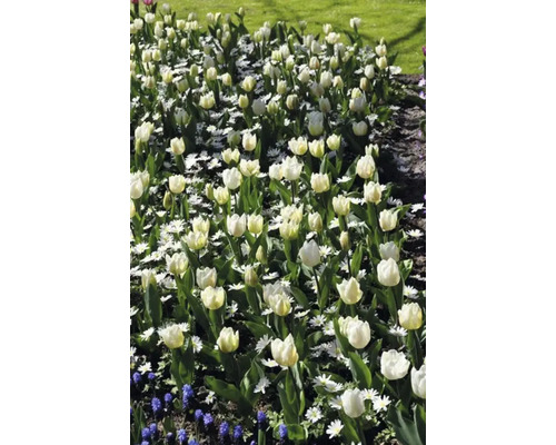 Záhon s bílými tulipány a sedmikráskami