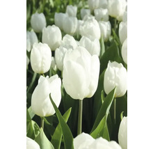 Pole bílých tulipánů