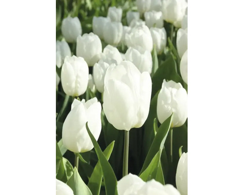 Pole bílých tulipánů