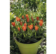 Tulipány v květináči na zahradě