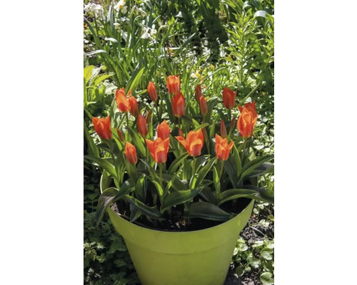 Tulipány v květináči na zahradě