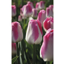 Detailní pohled na květy tulipánů na zahradě