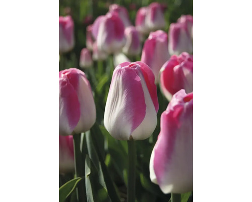 Detailní pohled na květy tulipánů na zahradě