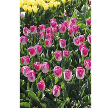 Pole s růžovobílými a žlutými tulipány