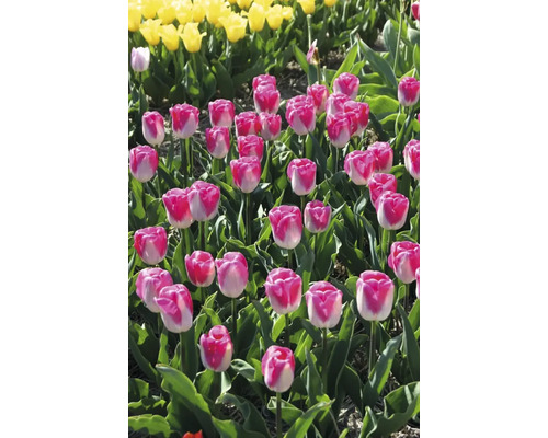 Pole s růžovobílými a žlutými tulipány