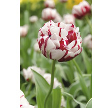 Plnokvětý tulipán s pruhovanými okvětními lístky na zahradě.