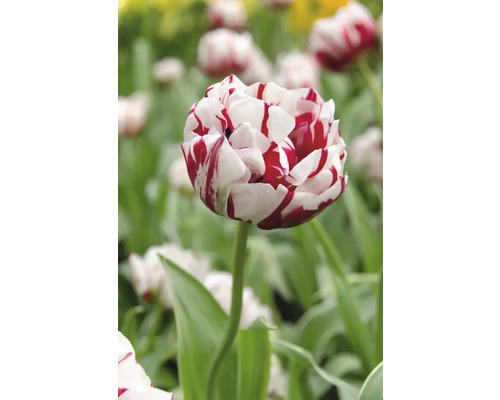 Plnokvětý tulipán s pruhovanými okvětními lístky na zahradě.