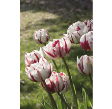 Detail červeně pruhovaných bílých tulipánů na zahradě