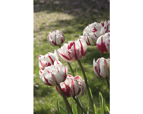 Detail červeně pruhovaných bílých tulipánů na zahradě