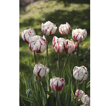 Detail tulipánů s pruhovanými okvětními lístky